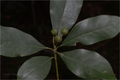 Pittosporum neelgherrense